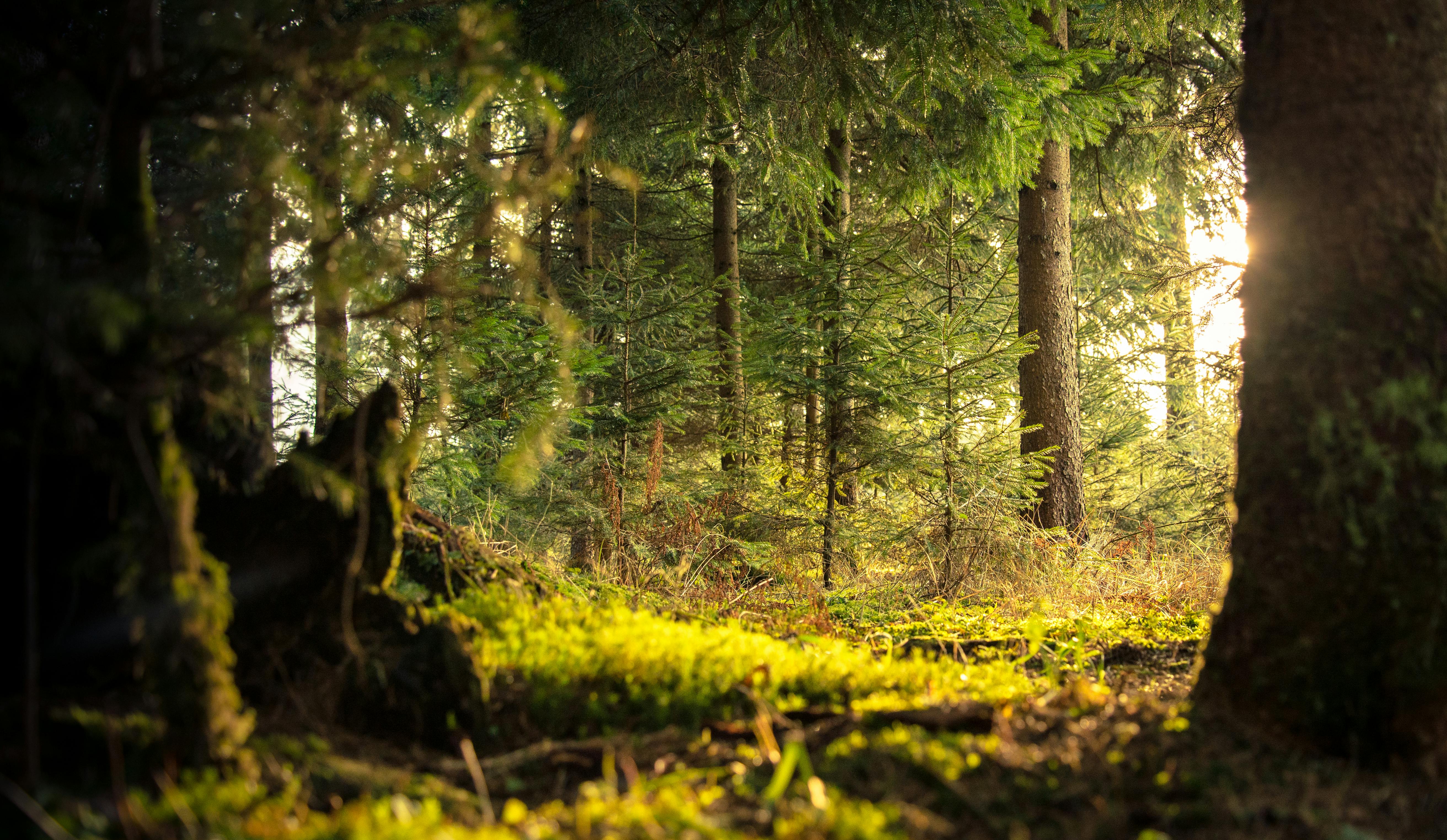 Banner | Garten- und Forstgeräte
